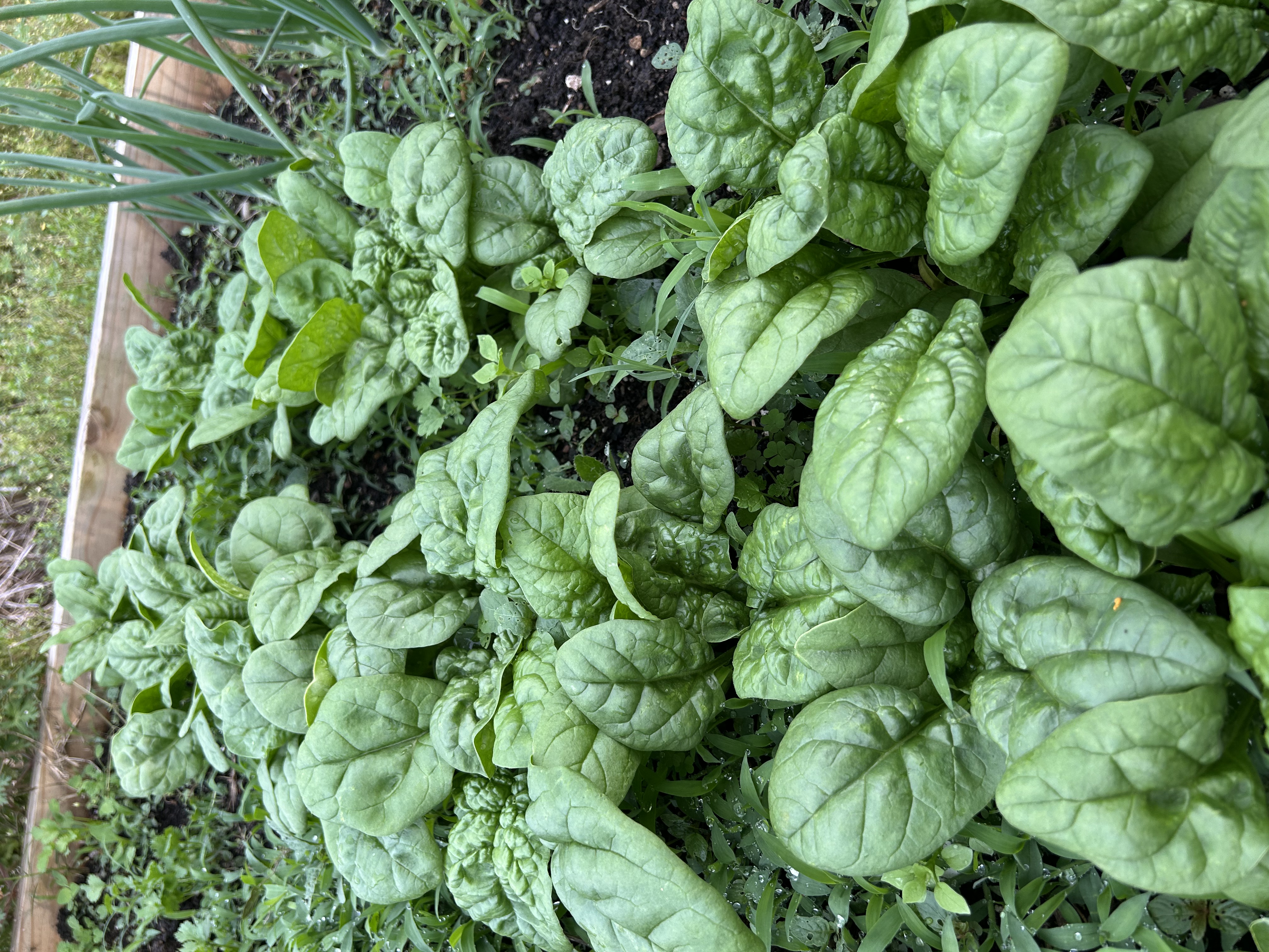 cabbage, red cabbage, blue cabbage, vegetables, food, healthy, meal, raw food, violet, vitamins, blue, nourishment, crop, vegetable growing, type of cabbage, cabbage leaves