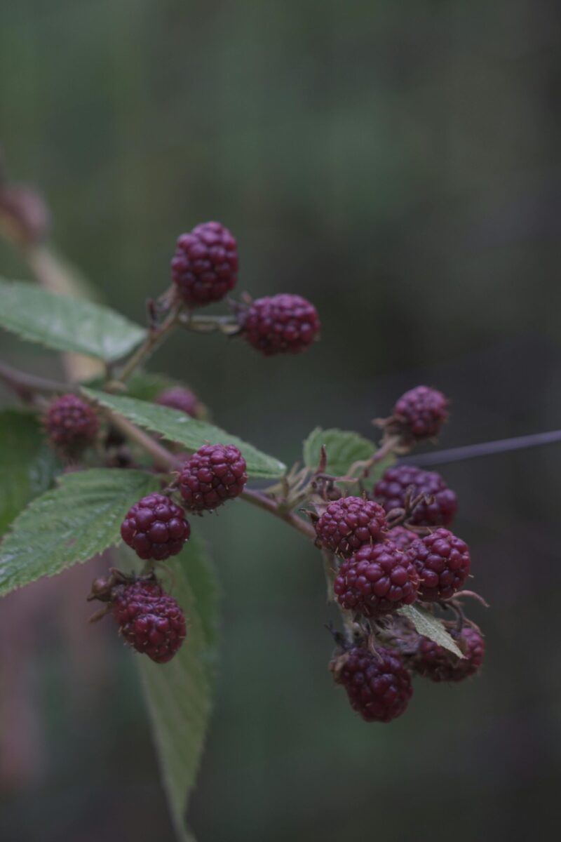 Vivid close-up of ripe raspberries hanging on a green shrub with a blurred background.