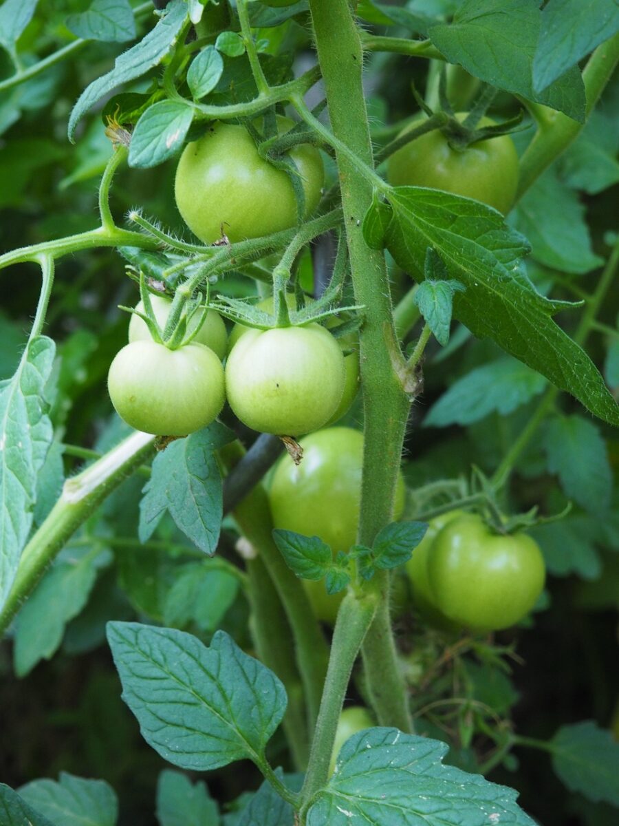 tomato, immature, green, vegetables, garden, tomato bush, nature, unripe fruit
