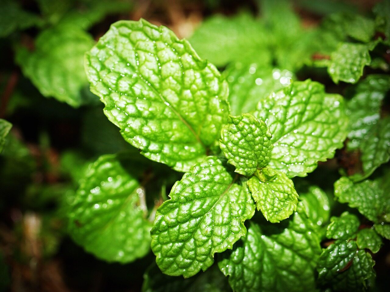 mint, nature, leaf, menthol, herb, peppermint, fresh, spearmint, green, isolated, aroma, fragrant, gardening, medicine, healthy, garden, ingredient, pepper mint, green healthy, green leaf, green medicine, green gardening, green leaves