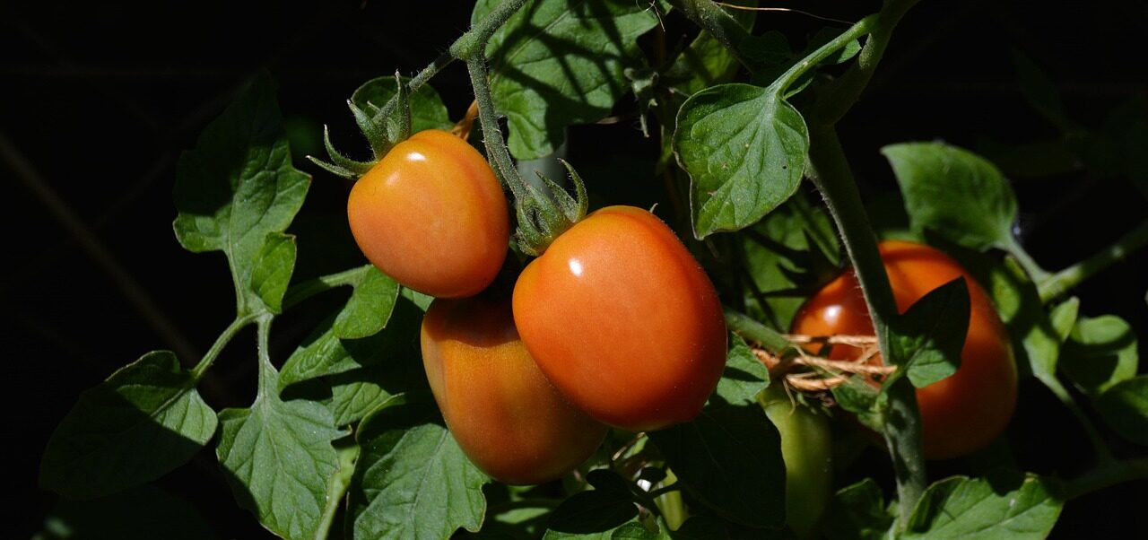 tomatoes, roma tomatoes, garden, vegetable growing, nightshade plant, tomato panicle, vine tomatoes, tomato bush, home garden, tomato growing, panicle, harvest, nature, vegetable garden, grow