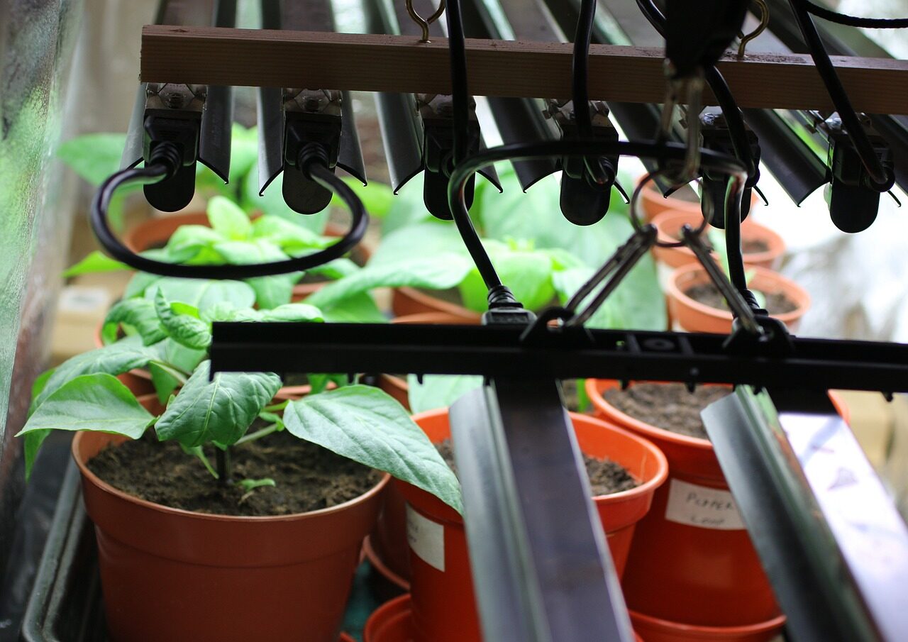 grow lights, nature, plants, peppers, seedling, gardening, cultivation, light