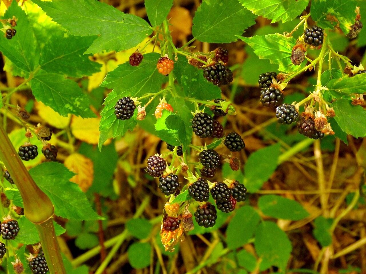 nature, fruit, food, leaf, plant, blackberries, forest, blackberry