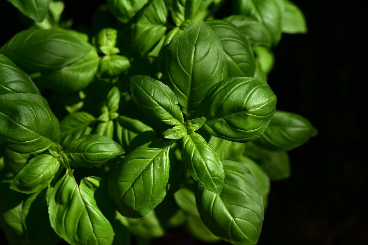 basil, herb, ingredient, leaves, aromatic, taste, culinary herbs, seasoning, kitchen, italy, italian cooking, nature, garden, fresh, growth