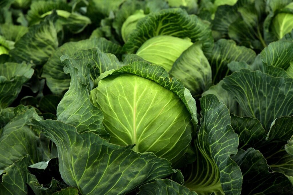 cabbage, herb, white cabbage, cultivation, vegetables, healthy, vitamins, winter vegetables, nature, vegan, vegetarian, cabbage field, green, food, agriculture, vegetable cabbage, leaves, fresh