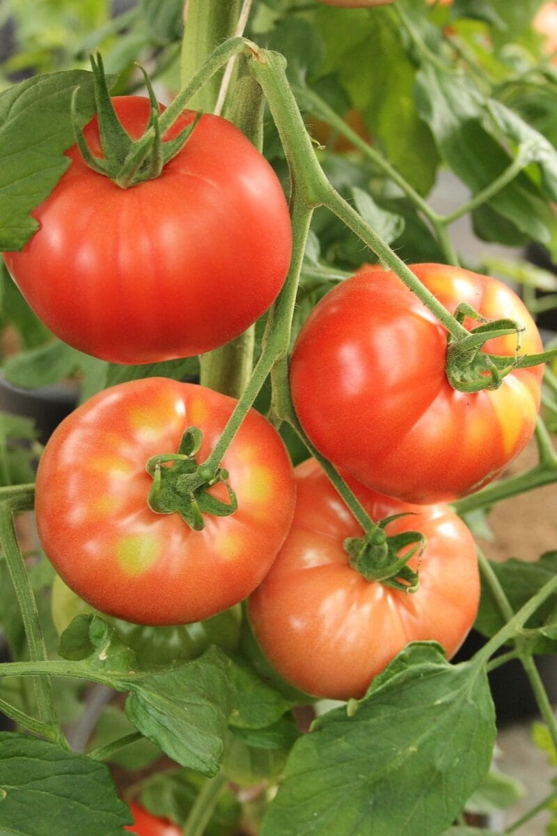 beef tomato, tomato, tomatoes, beef tomatoes, vegetables, plant, nature, harvest