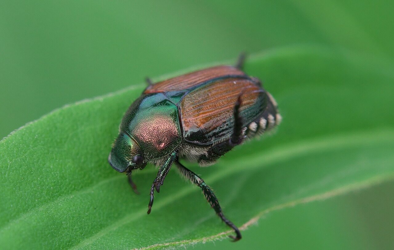 japanese beetle, beetles, insect, elytra, japanese beetle, japanese beetle, japanese beetle, japanese beetle, japanese beetle