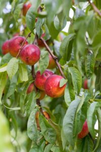 nectarine, nectarines, fruit, nature, ripe, summer, healthy, garden, mature