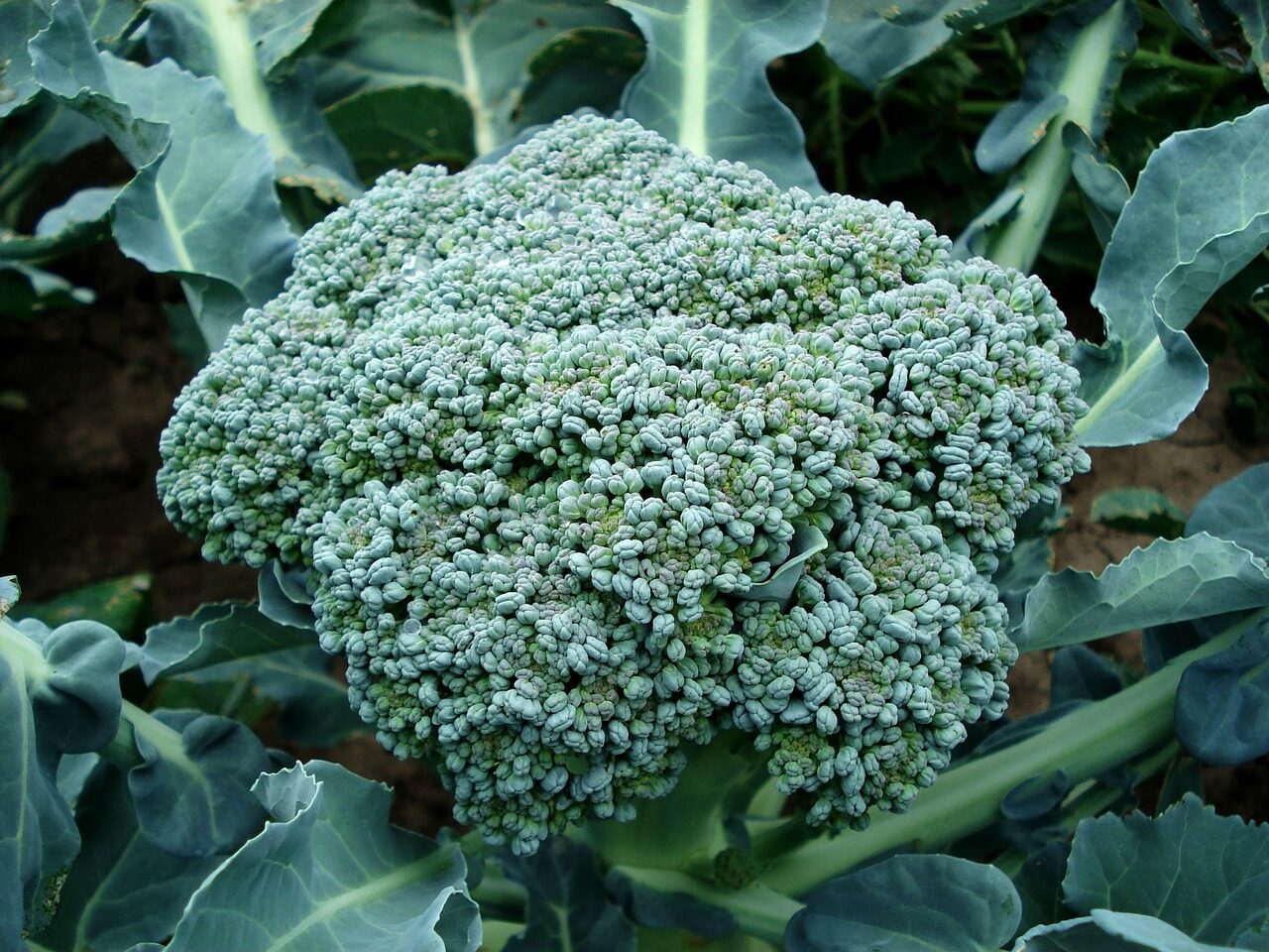broccoli, vegetable, plant, fresh, harvest, produce, organic, green, food, natural, nature, healthy