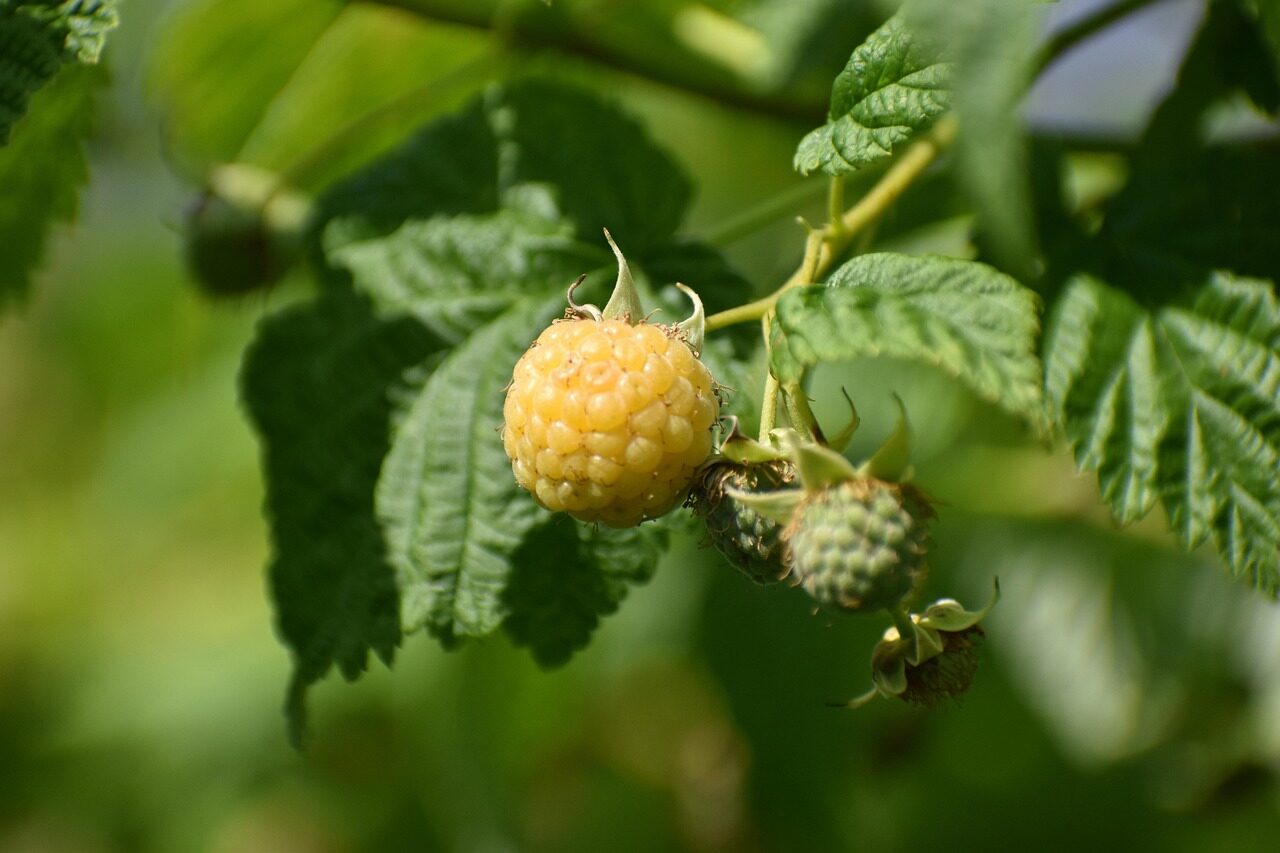 raspberry, yellow raspberry, branch, fruit, yellow, nature, garden, raspberries
