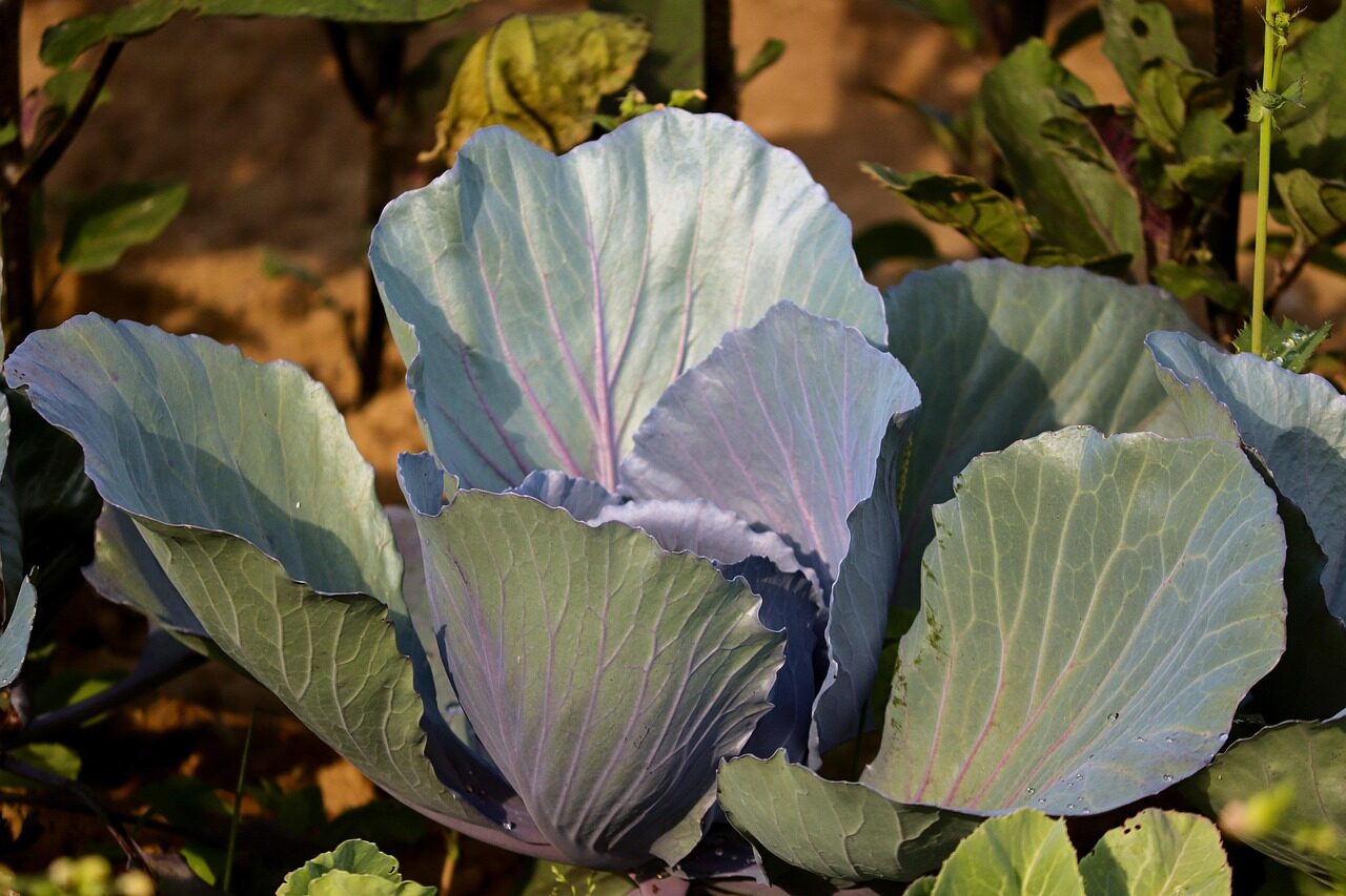 cabbage, red cabbage, blue cabbage, vegetables, food, healthy, meal, raw food, violet, vitamins, blue, nourishment, crop, vegetable growing, type of cabbage, cabbage leaves