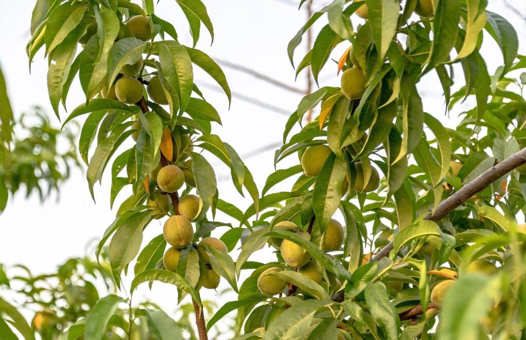 peach, peach fruits, peach tree, fruits, harvest, close up