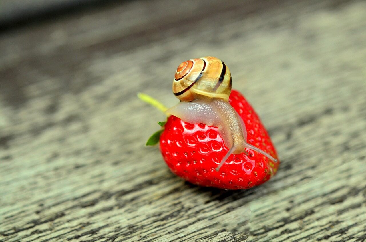 strawberry, snail, banded snail, animal, creeping animal, nature, shell, sensor, slow, mollusc, creature, wildlife, garden