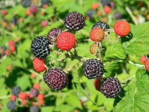 raspberry, black raspberry, ripe raspberries, raspberry bush, berries, nature, black berries, harvest, raspberries, macro, vitamin, red, nutrition, dessert, sweet, organic, summer, ripe, vegetarian, bright