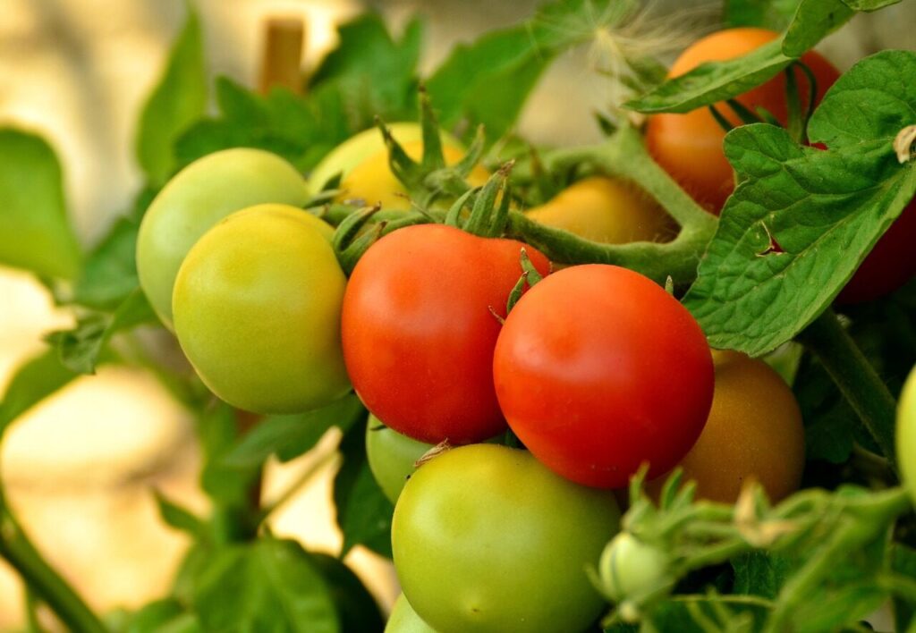 tomatoes, ripe, immature, red, nightshade plant, vegetables, green, meal, food, tomato fruit, tomato plant, bush tomato, paradeisapfel, tomato panicle, cultivation, tomato bush, tomato growing, tomato plant, tomato plant, tomato plant, tomato plant, tomato plant