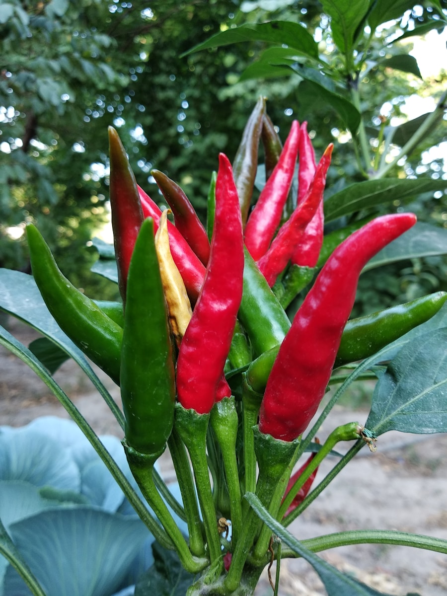 a red flower with green leaves