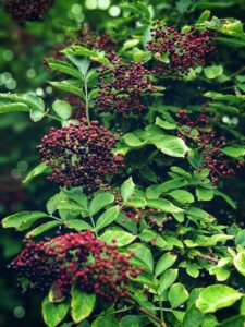 A detailed close-up view of elderberry clusters showcasing their vibrant color and lush green foliage.