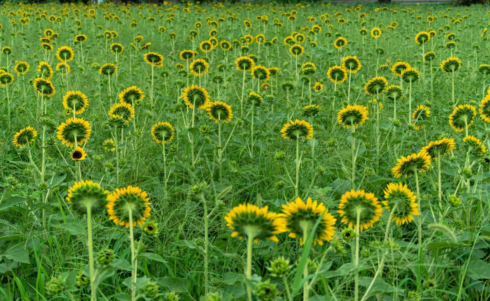 Expansive field of sunflowers with vibrant yellow petals facing the sunlight.