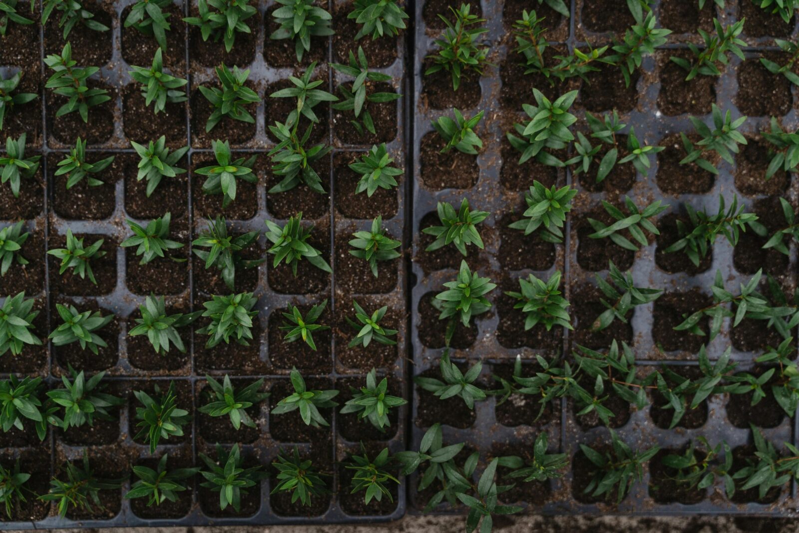 Top view of vibrant green seedlings arranged in nursery trays, ready for planting.