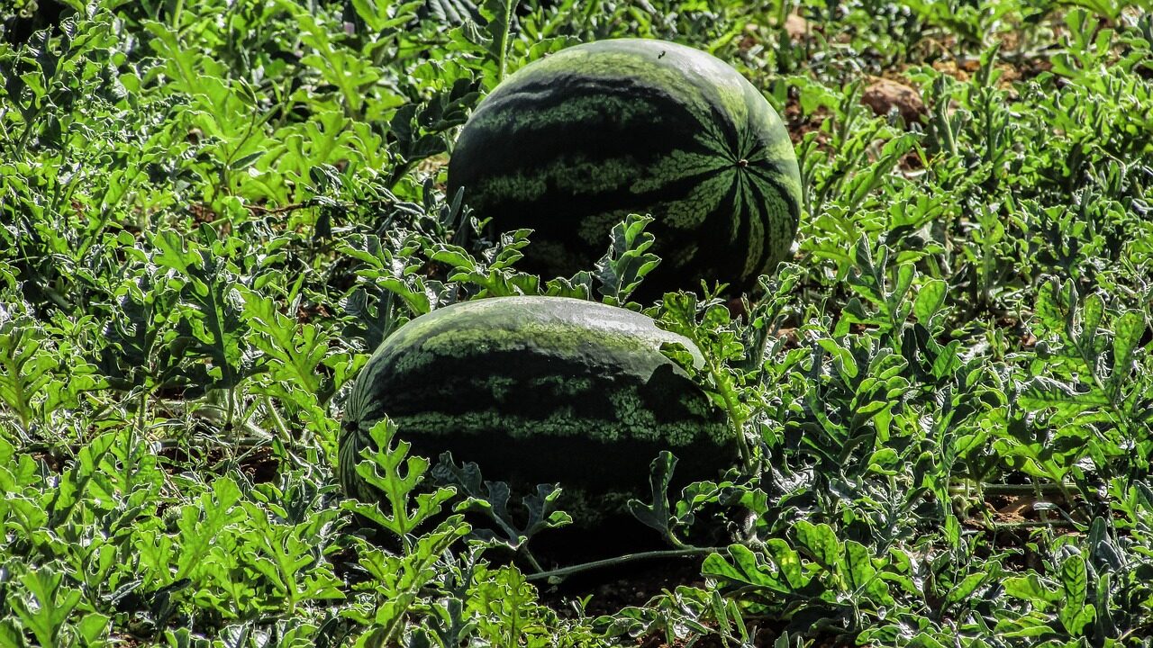 watermelon, plant, fruit, farm, agriculture, vegetable, food, cyprus, green vegetables, green farm, nature, green fruits