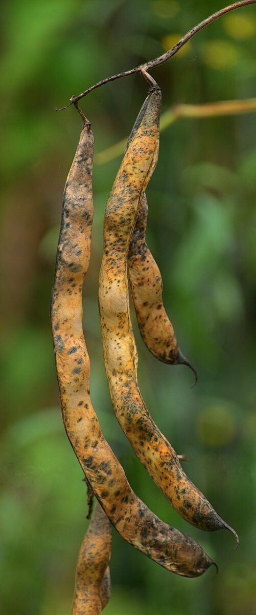 rod bean, garden bean, cut bean, green bean, phaseolus vulgaris, butterflies, faboideae, crop, edible, food, grain legume, nature, plant, crop plant