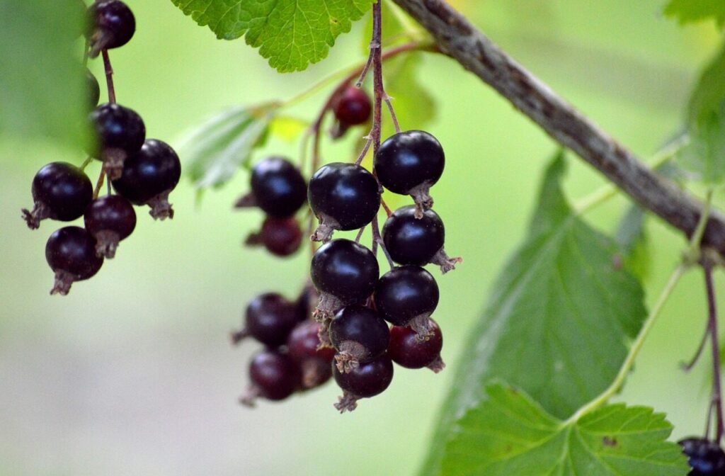 fruit, berry, fresh, black currants, gooseberry family, branch, vitamins, healthy, food, edible berries, shrub, hanging grapes, nature, plant, red currant, black currant panicle, panicle, ribes nigrum