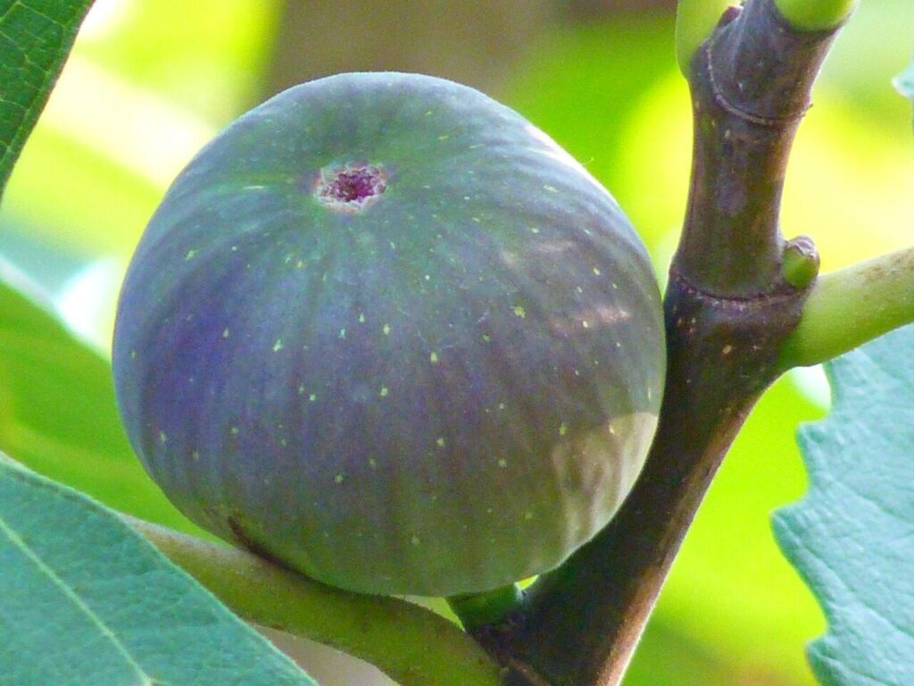 fig, fig fruit, real, ficus, carica, green, fig tree, meal, fig, fig, fig, fig, fig, fig tree, fig tree