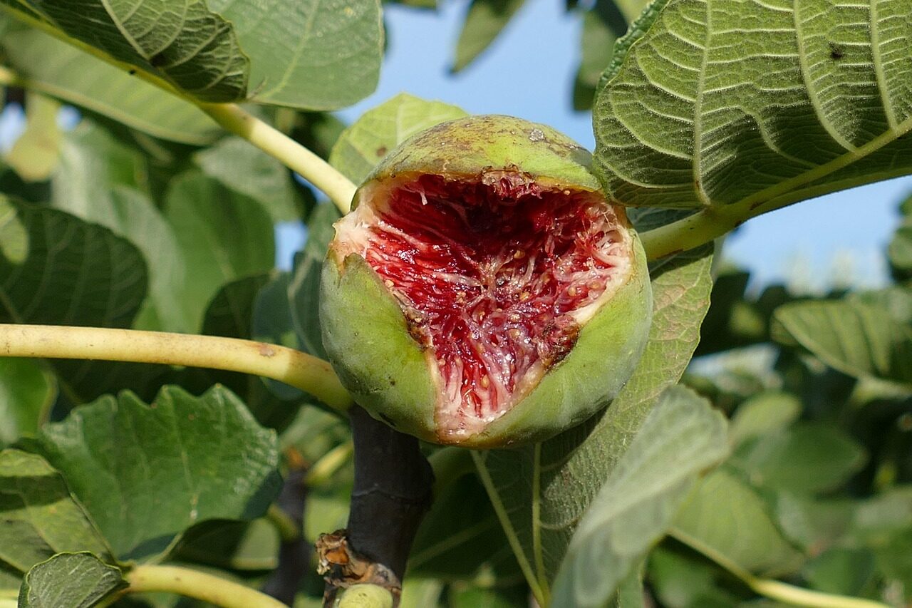 fig, ficus carica, fruit, food, ripe, cracked, open, healthy, tree, fig tree, nature, fig leaf, pulp, jam