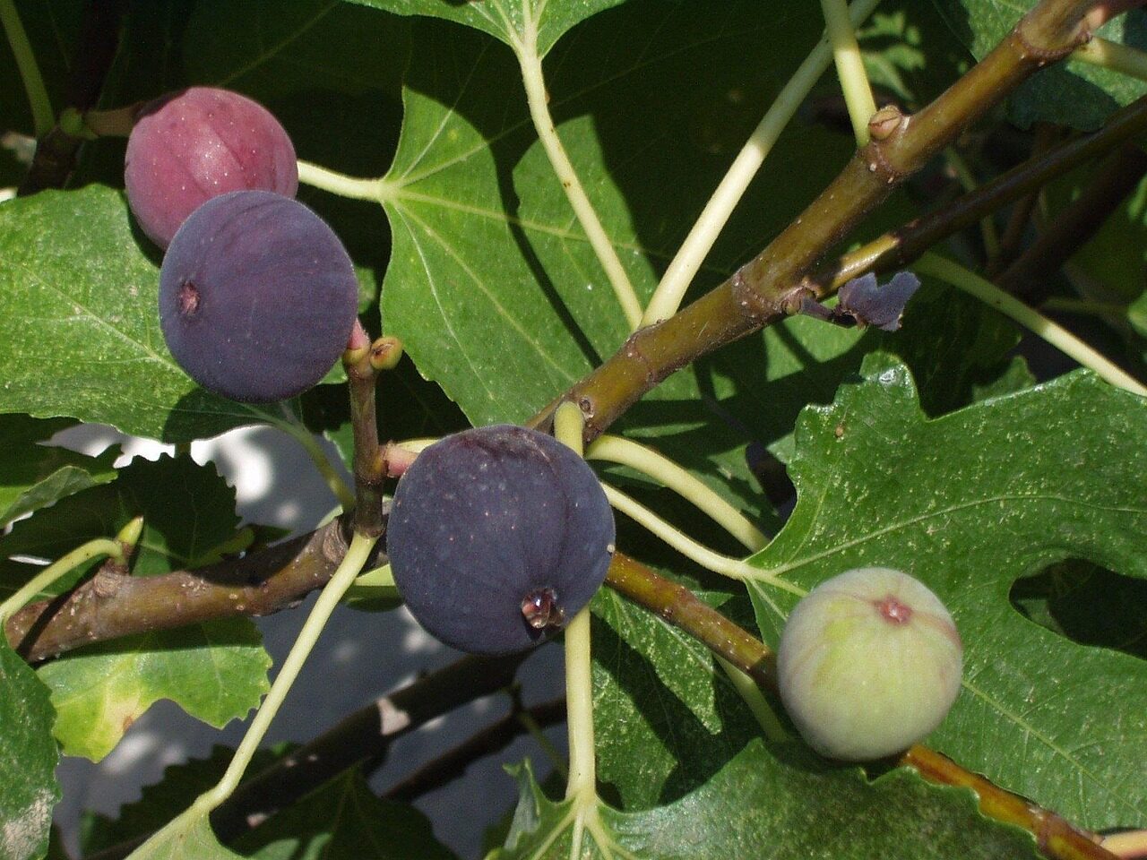 figs, fig tree, fruit, purple, fig leaves, sardinia, figs, fig tree, fig tree, fig tree, fig tree, fig tree