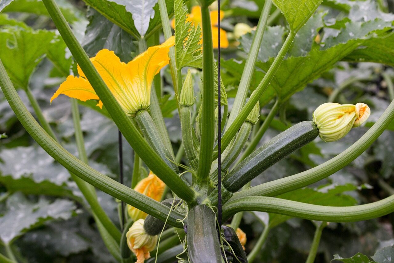 zucchini, nature, flower background, vegetable, vegetables, flower, cultivation, entutored, beautiful flowers, greenhouse, flower wallpaper, courgette, zucchini flower