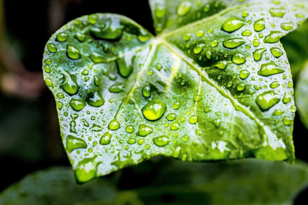 rain, sheet, vegetable, green, nature, spring, leaves, raindrop, drip, wet, garden