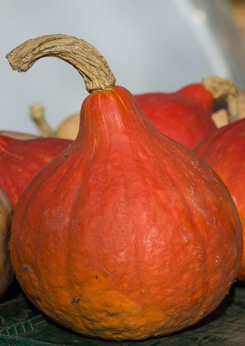 vegetable, pumpkin, fall, squash, power