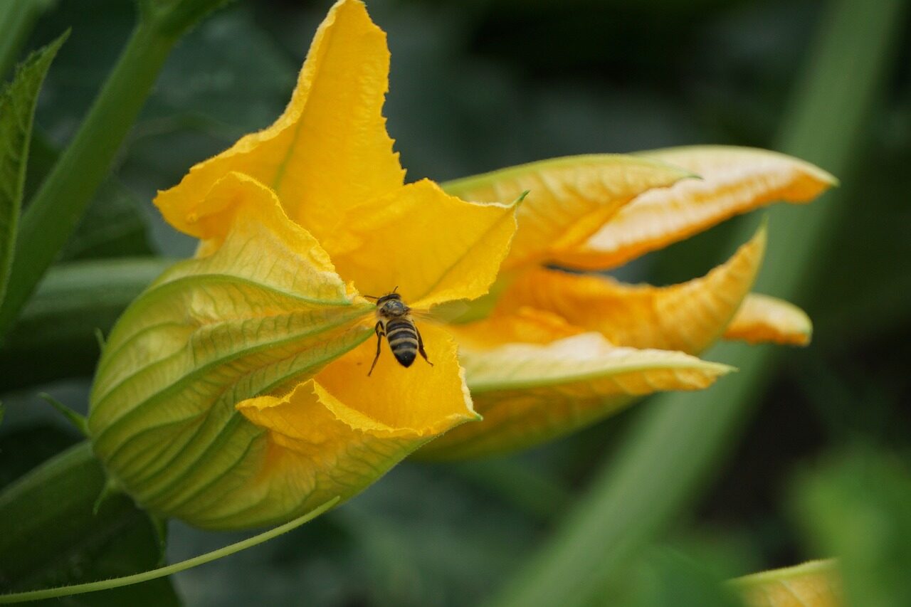 zucchini, zucchetti, zucchini blossom, garden pumpkin, zucchini plant, food, vegetables, fresh, yellow, nourishment, vegan, bio, vitamins, green