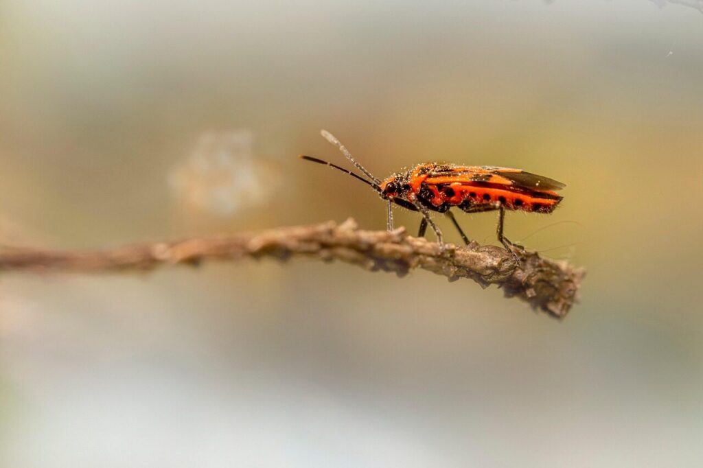 cinnamon bug, bug, branch, black and red squash bug, insect, nature, macro, closeup