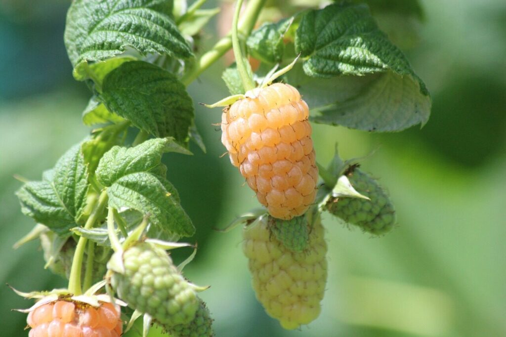 raspberry, yellow raspberry, plant, nature, bush, fruit, yellow, harvest, berry, food, delicious, edible, on the branch, green, summer, vitamins, healthy, health, sweet