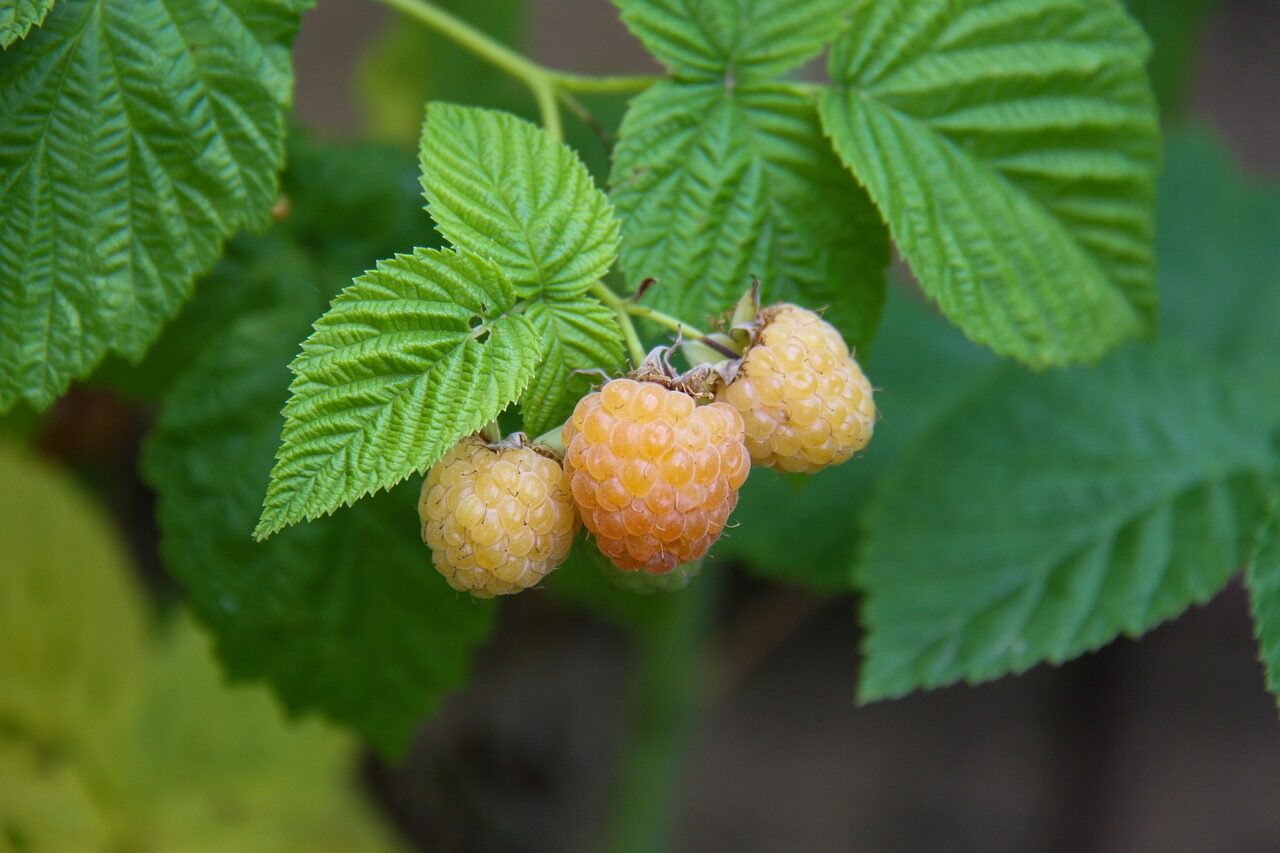 raspberry, yellow, fruit, shrub