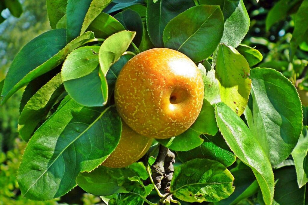asian pear, pear, fruit, japanese pear, chinese pear, korean pear, taiwanese pear, apple pear, zodiac pear, three-halves pear, papple, sand pear, pear tree, tree, leaves, branch, food, healthy, nutrition, vitamins, fresh, nature, sweet