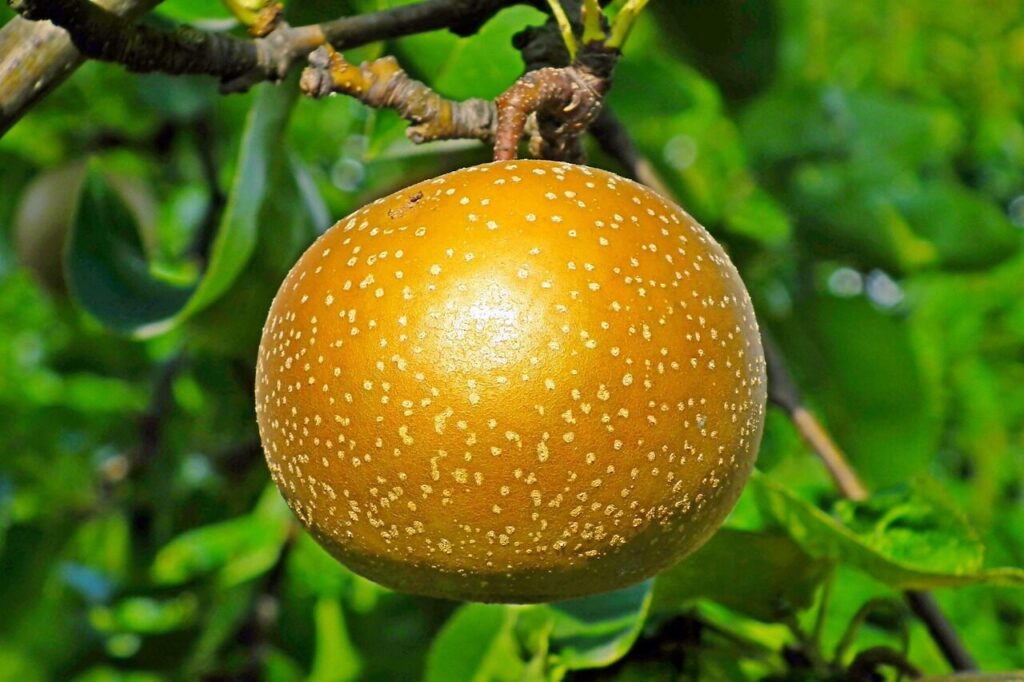 asian pear, fruit, tree, food, edible, organic, natural, pear tree, mature, garden, nature, closeup, asian pear, asian pear, asian pear, asian pear, asian pear
