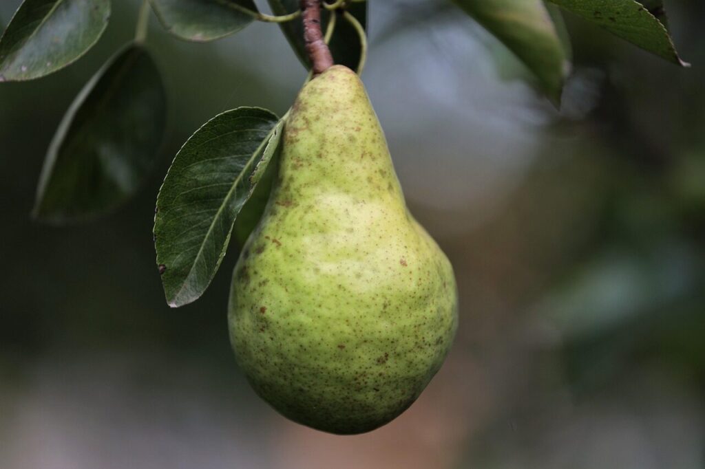 pear, fruit, williams pear, pear tree, nature, williams' bon chretien pear